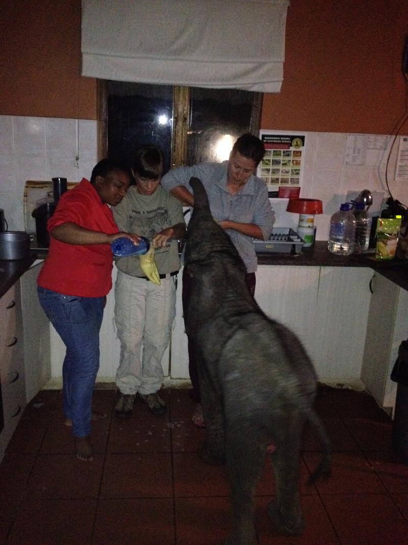 Illustration for article titled Baby Elephant Wanders Into South African Living Room, Has A Snack